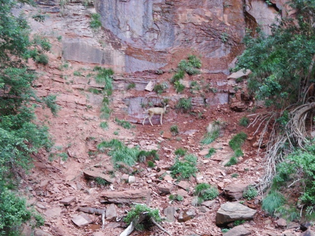 Deer at Zion.jpg